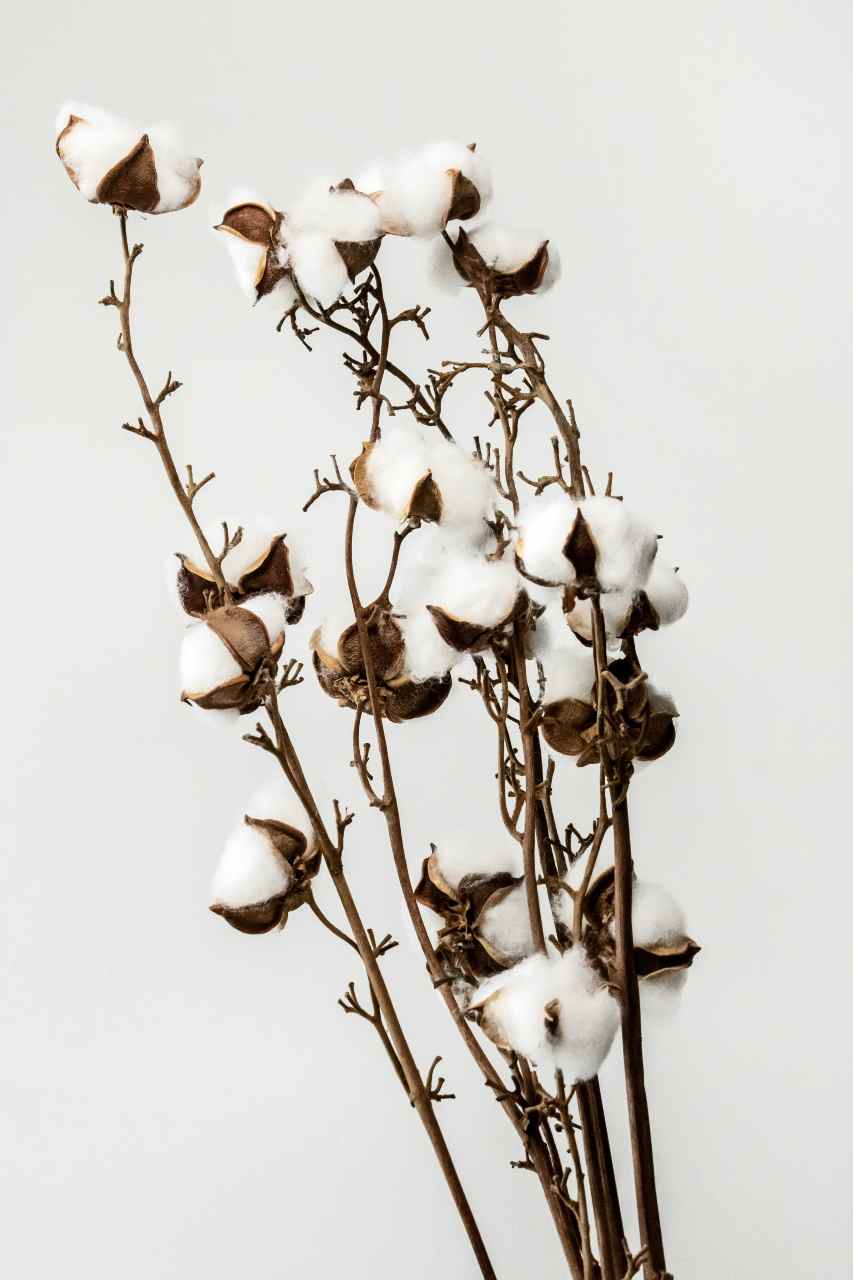 PACE projects image New Cotton Project