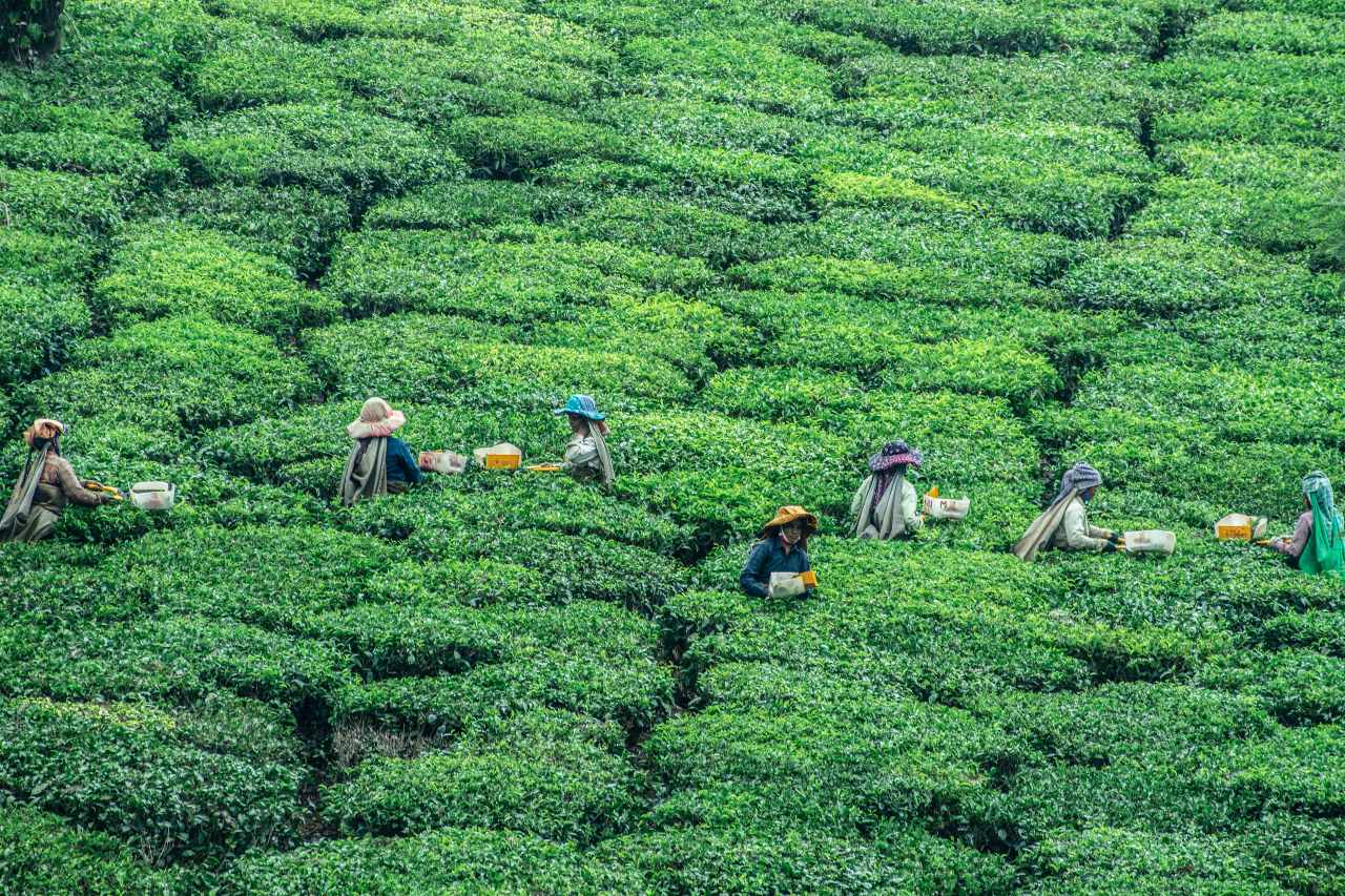 PACE projects image Greening with Jobs - World Employment and Social Outlook